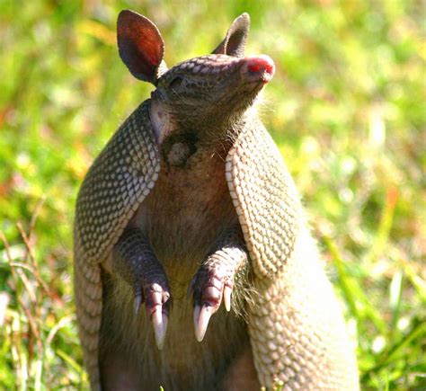 Armadillo Removal Anytime Wildlife Removal