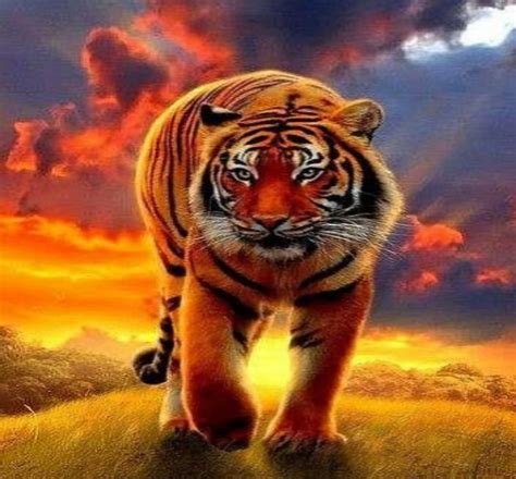 Tiger And Sunsest Tiger Sunset Cat Animals Hd Wallpaper Peakpx