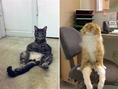 Some Cats Comfortably Sit In Hilariously Weird Positions