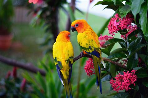 Unbelievably Splendiferous Facts About Parrots Bird Eden