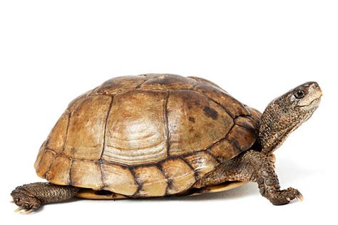 Royalty Free Turtle Pictures Images And Stock Photos Istock