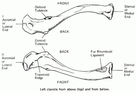 Diagram Of The Clavicle