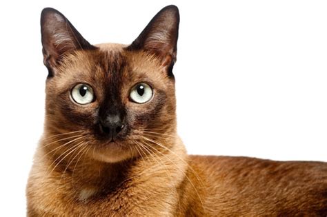 5 Things You Didnt Know About The Burmese Cat Breed