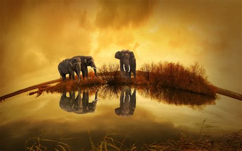 Thailand Animals Elephants Wallpapers Hd Desktop And