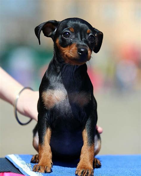 Per la legislazione italiana la vendita di cani proposti come di razza, senza che questa qualità sia attestata da certificato emanato da associazione di allevatori, è vietata dal decreto legislativo n.529 del 30 dicembre 1992, ecco perché i certificati da noi emessi, essendo riconosciuti e registrati come da. Cani piccola taglia: le 36 razze di cani piccoli perfette ...