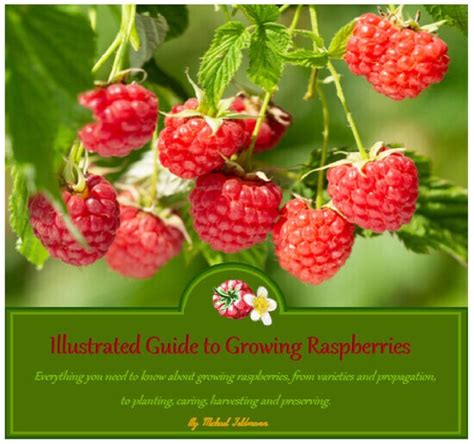 Illustrated Guide To Growing Raspberries Mother Earth News