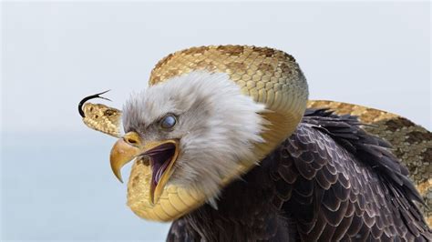 Eagle Vs Snake Eagles And Snakes Who Will Be Eaten Youtube