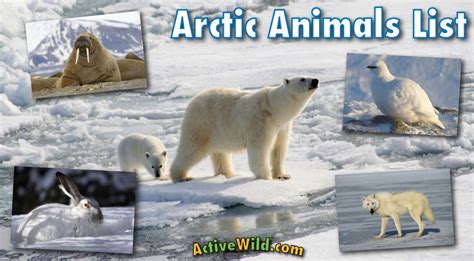 Arctic Animals List With Pictures Facts And Information With Images