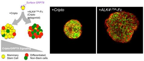 Ability To Isolate And Grow Breast Tissue Stem Cells Could Speed Cancer