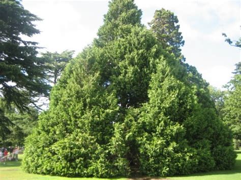 Pokok gharqad yang bakal digunakan oleh puak yahudi untuk bersembunyi nanti, bukanlah di bawah pokok saka yang ketinggiannya boleh mencapai. Proyek Internasional Zionis Yahudi Menanam Pohon Ghorqod ...