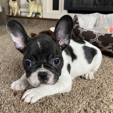 63 Spotted French Bulldog Puppies Picture Bleumoonproductions