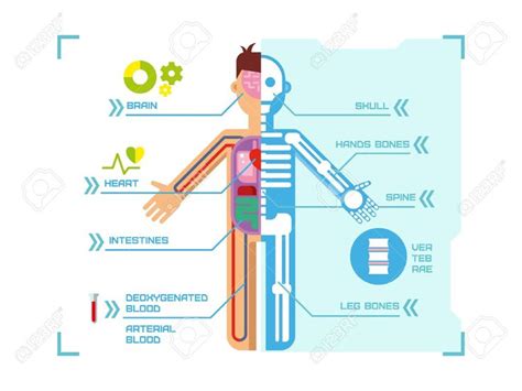 Anatom A Del Cuerpo Humano Infograf A Dise O En Azul Concepto De Fondo