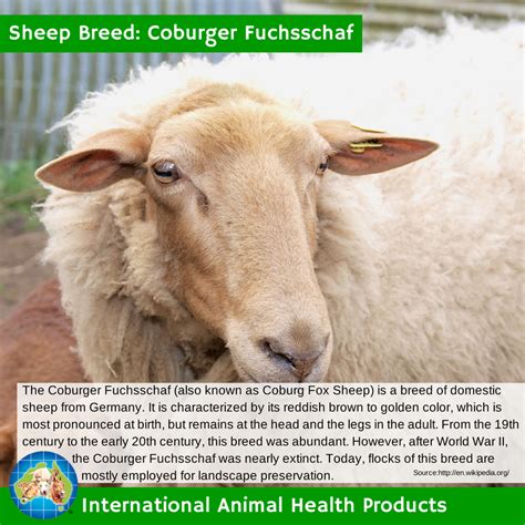 The Coburger Fuchsschaf Is A Breed Of Domestic Sheep From Germany It