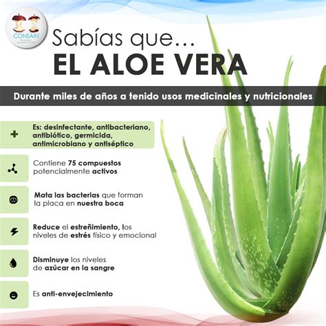 Sabías Que El Aloe Vera Sábila Les Compartimos Más De Sus Beneficios