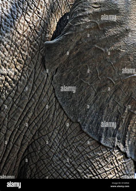 Close Up Of An Elephants Wrinkled Ear And Skin Stock Photo Alamy