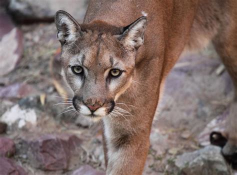 Wildlife Officials Confirm Mountain Lion Snatched Pet Off Bed