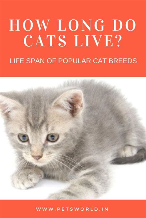 How Long Do Cats Live What Is The Life Span Of Popular Cat Breeds