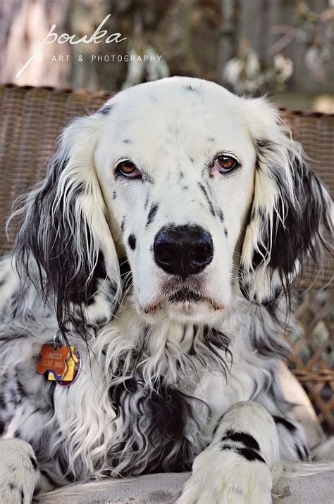 Maybe you would like to learn more about one of these? English Setter (Lawerack/Laverack/Llewellin/Blue Belton) | English setter dogs, English setter ...