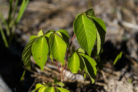 Poison Ivy Three Leaves Of Dread •nebraskaland Magazine