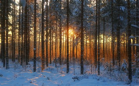 壁紙 冬の森、夕焼け、雪、木 1920x1200 hd 無料のデスクトップの背景 画像