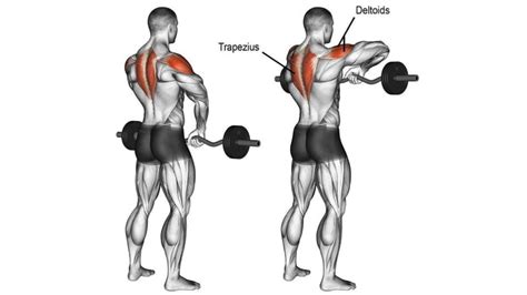 Ez Bar Upright Row Muscle Worked Benefits Variations