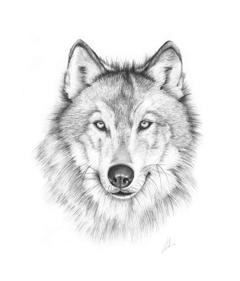 Amazing Wolf Drawing Clipart Best