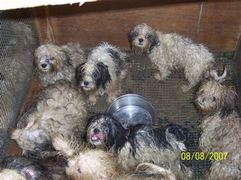 A puppy mill is any commercial breeder where profit is placed over the usda filed official complaint due to years of violations; Puppy Mill Laws | Dahna Bender