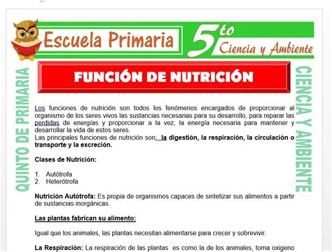 Función De Nutrición Para Quinto De Primaria Escuela Primaria