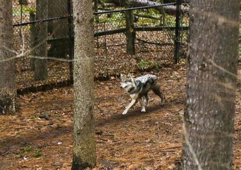 Second Wolf At Michigan Zoo Dies Of Illness Spread By Mosquitoes