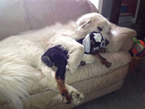 Best Friends Cuddling Dog Cuddles Animals Friendship Animals