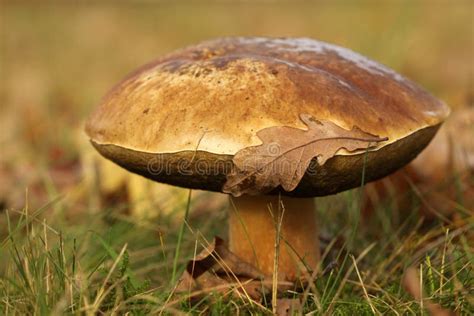 Big Brown Mushroom With A Leaf On It Stock Image Image Of Brown