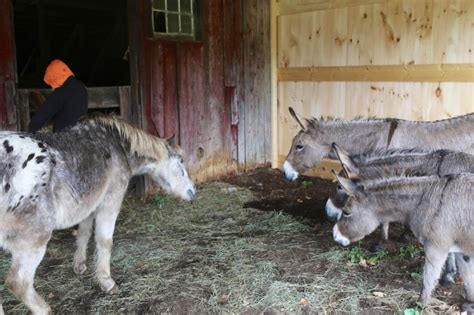 First Encounter Rocky Meets The Donkeys Bedlam Farm