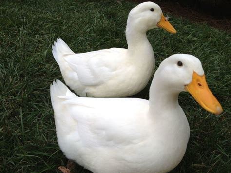 American Pekin Duck Alchetron The Free Social Encyclopedia