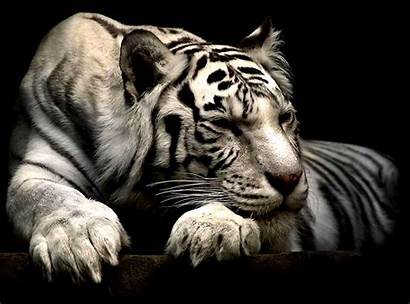 Tiger Siberian Wallpapers Tigers Laying Down 3d
