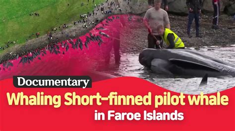 Whaling Short Finned Pilot Whale In Faroeislands Youtube