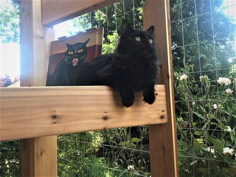 Catios: An Outdoor Space Just for Your Cat | Buzz Custom Fence