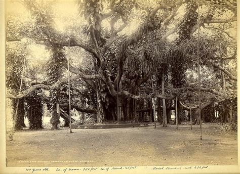 Great Banyan Tree In 1800s Raj Dip Flickr