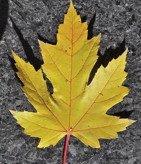 Amazing Maple Leaves - Dan330