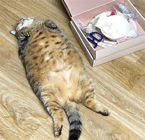 Meet Manggo A Chonky Cat With The Chosen Belly