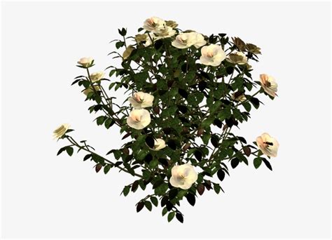 Plantas Con Flores En Png Y Sin Fondo Garden Roses Transparent Png