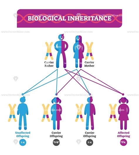 Biological Inheritance Medical Vector Illustration Diagram