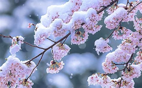 Photographers Are Sharing The Beautiful Snowy End To A Special Cherry