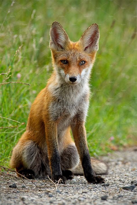 Detail Of Young Red Fox Sitting On High Quality Animal Stock Photos