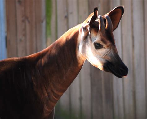 Okapi Taken At The Houston Zoo Snap713 Flickr
