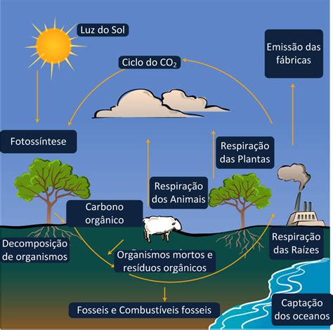 Enem 2009 O Ciclo Biogeoquímico Do Carbono Compreende Diversos Compartimentos