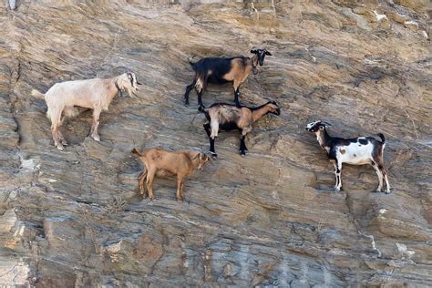 Mountain Goat On Cliff