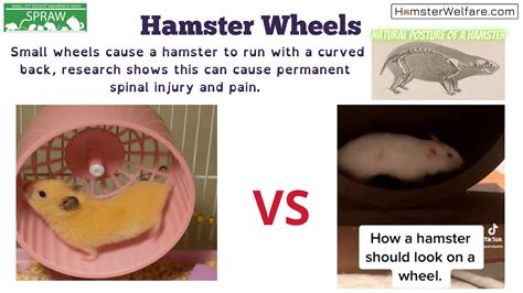 Hamster Welfare Concerns Presentation Welfare
