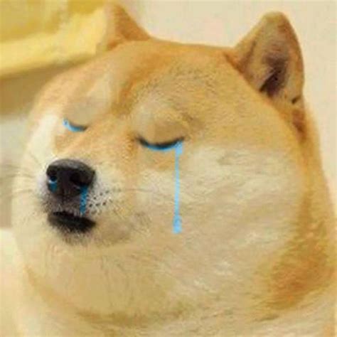 Random Images Crying Doge Wallpaper And Background Photos 37222351