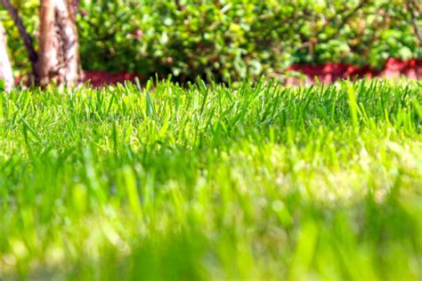 4700 Fresh Mowed Lawn Stock Photos Pictures And Royalty Free Images
