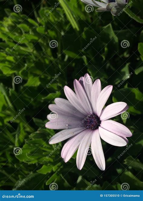 A Pink African Daisies With Water Drop Stock Photo Image Of Pink
